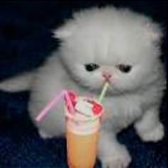 Cocktail Kitten